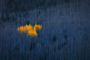 3-piece-aluminium-print-heart-of-aspens