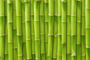 framedposter-print-bamboo-wall