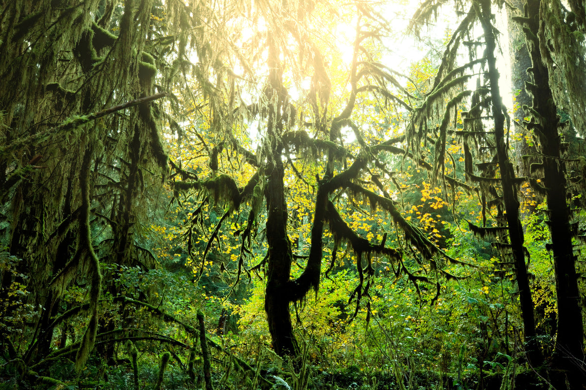 modern-3-piece-canvas-print-dreamy-forest