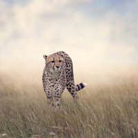acrylic-print-the-cheetah