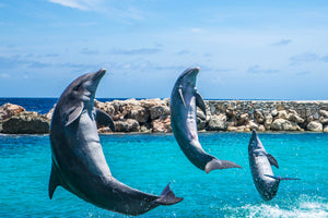 aluminium-print-3-dolphins