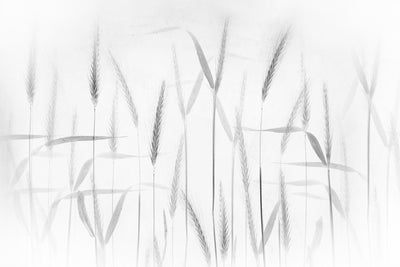 poster-print-corn-art-x