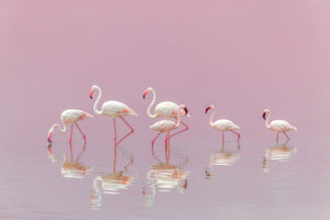 aluminium-print-flamingos-xyo