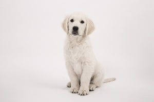 aluminium-print-sweet-golden-retriever-puppy