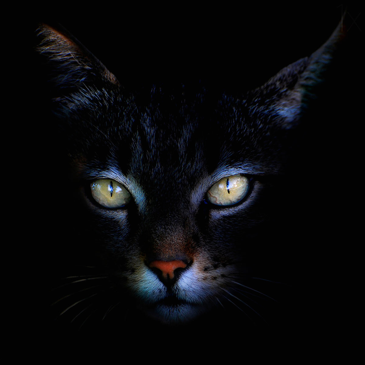 canvas-print-cat