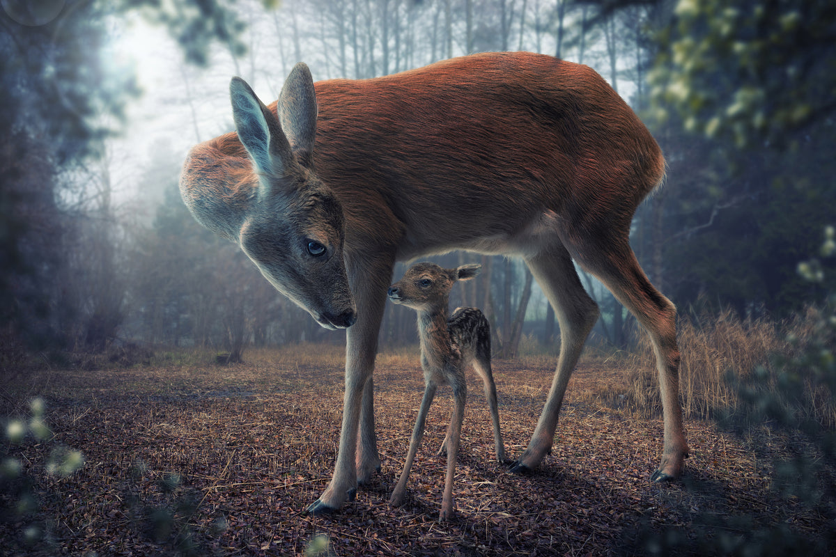 3-piece-acrylic-print-mother-and-fawn
