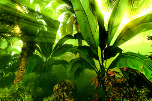canvas-print-sunrise-in-the-rainforest