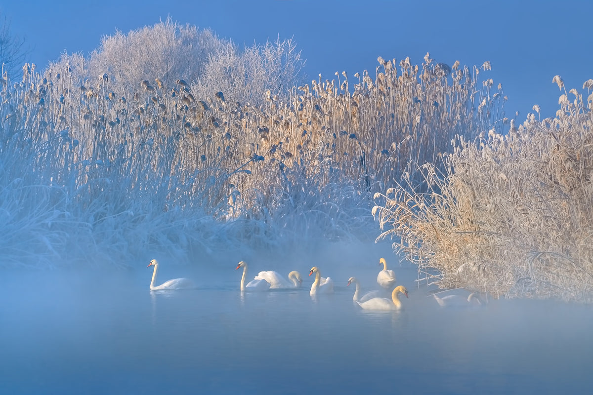 3-piece-aluminium-print-blue-swan-lake