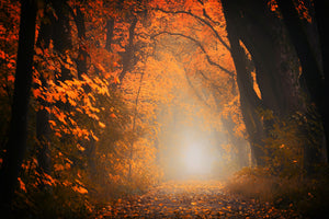framedcanvas-print-autumn-light-in-the-forest