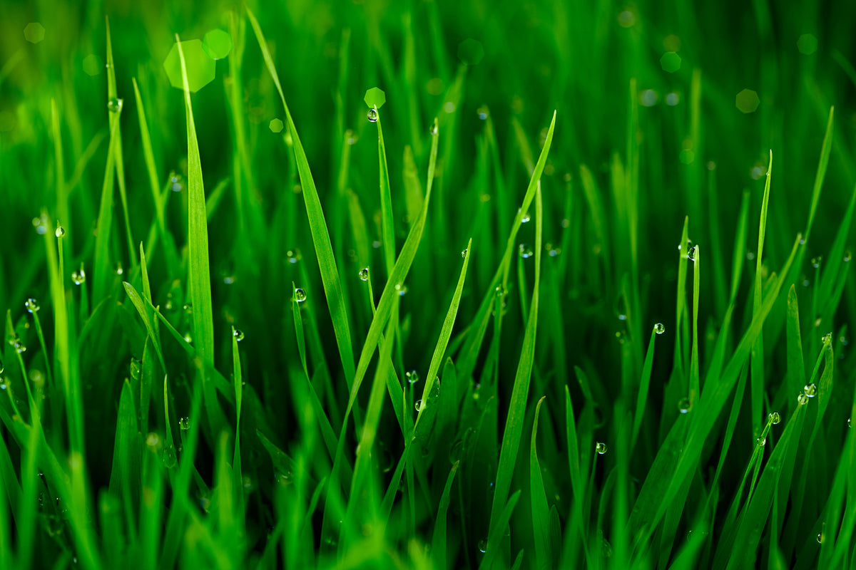 acrylic-print-grass-with-morning-dew
