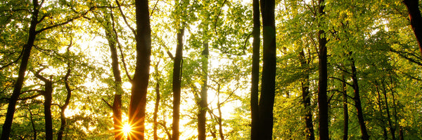 panoramic-poster-print-sunset-between-trees-panorama