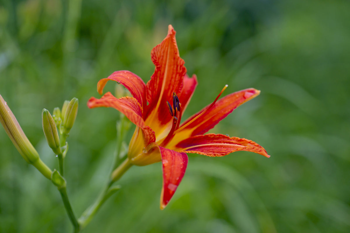 poster-print-lily-blossom-in-the-nature
