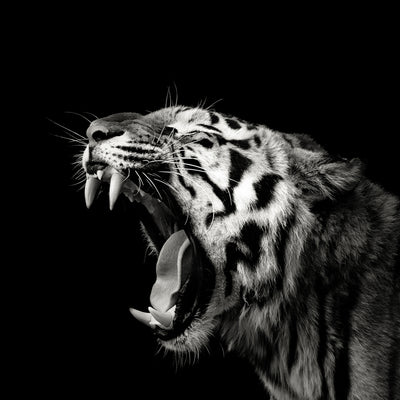 poster-print-primal-yawn-4-x