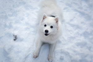 3-piece-acrylic-print-dogs-joy-in-the-snow