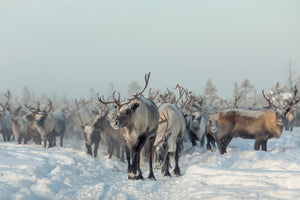 acrylic-print-reindeers-x