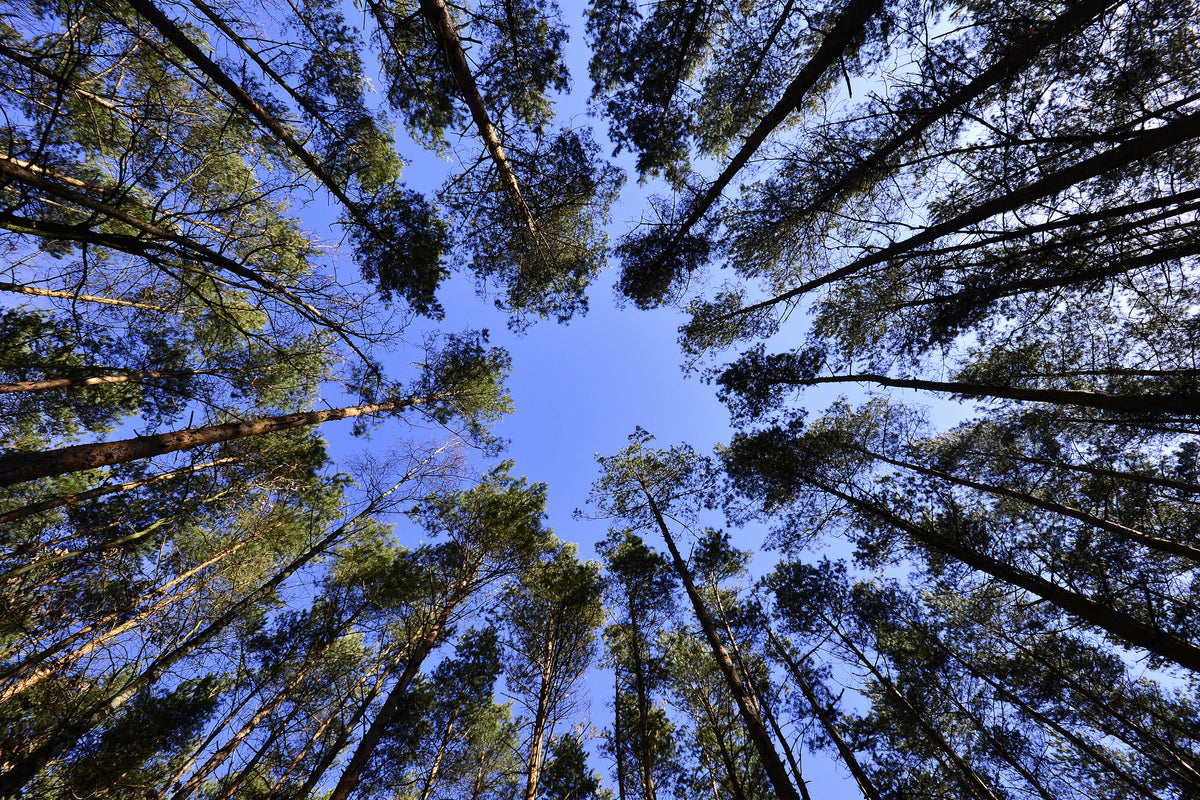 3-piece-acrylic-print-under-high-treetops