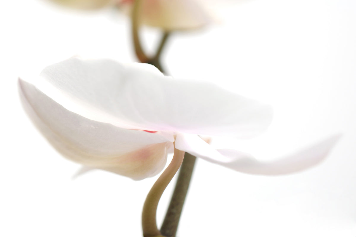 modern-3-piece-canvas-print-xxl-orchid-flower