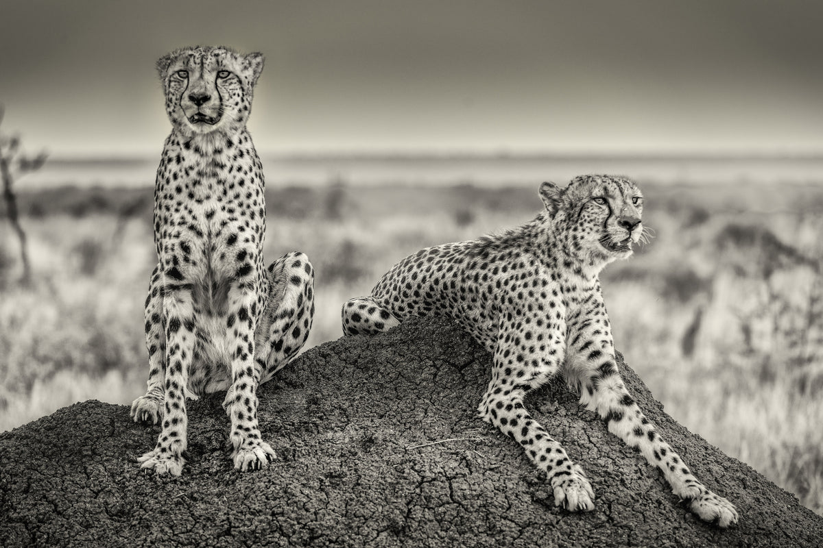 poster-print-two-cheetahs-watching-out