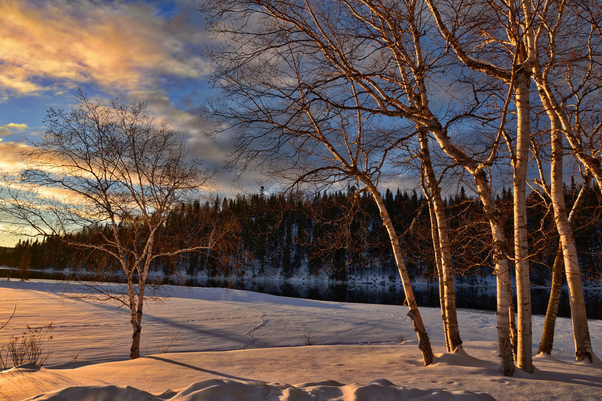 acrylic-print-birches-in-the-winter