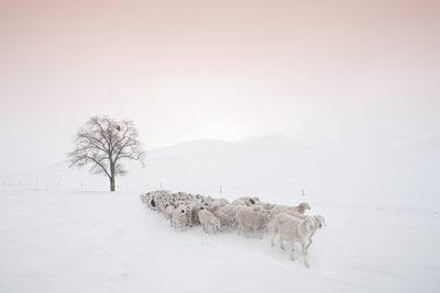 poster-print-flock-looking-for-food-x