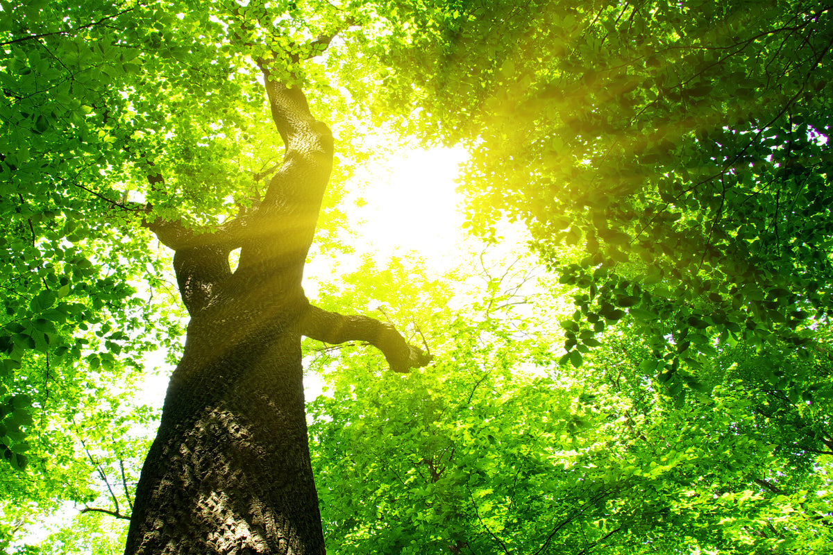 poster-print-tree