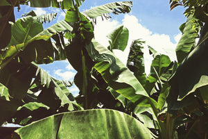 3-piece-acrylic-print-in-the-middle-of-the-jungle