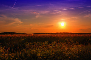 framedposter-print-sunset-at-the-flower-field