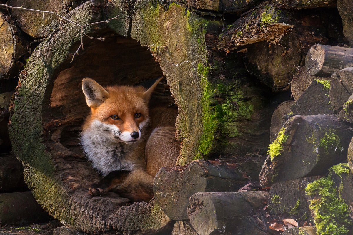 canvas-print-fox-xqe