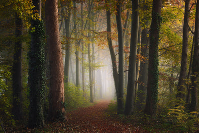 poster-print-autumn-colorful-forest-x