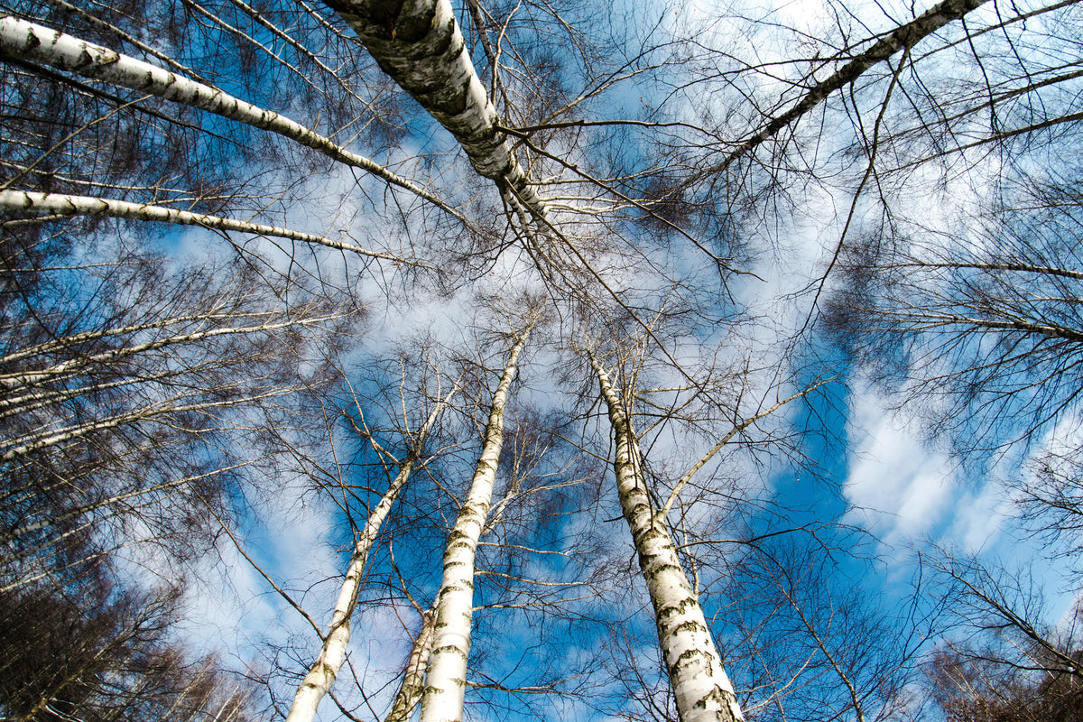 acrylic-print-birch-crowns