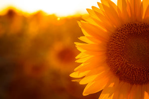 framedposter-print-macro-sunflower