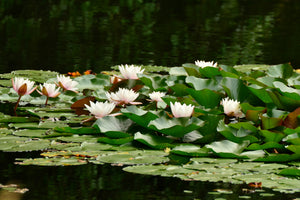framedcanvas-print-a-field-full-of-water-lilies
