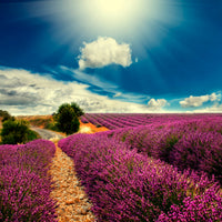 acrylic-print-the-lavender-valley
