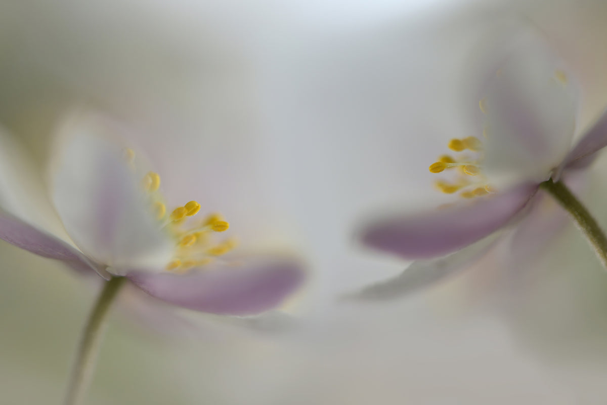 modern-3-piece-canvas-print-soft-whispering