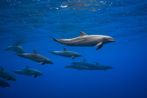 framedposter-print-dolphins-x