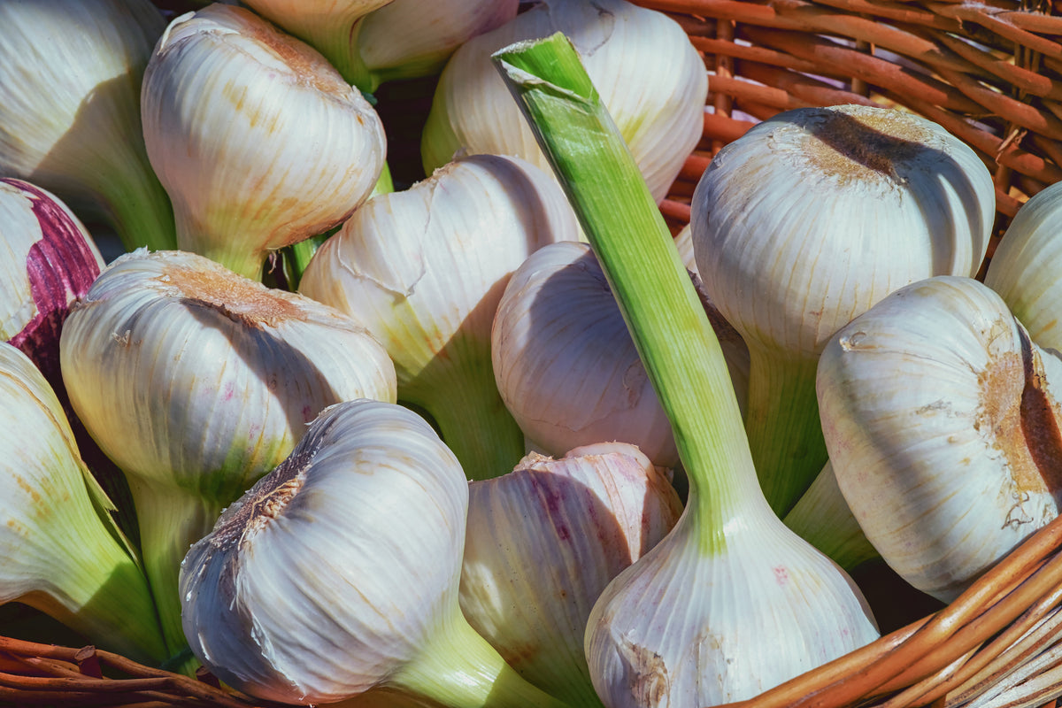 modern-3-piece-canvas-print-fresh-garlic