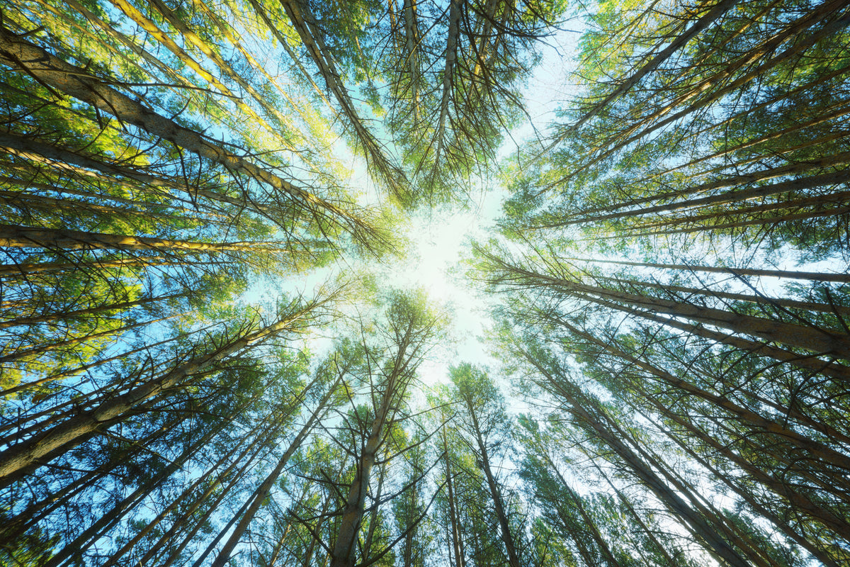 framedcanvas-print-pine-forest