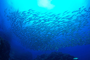 modern-3-piece-canvas-print-fish-world