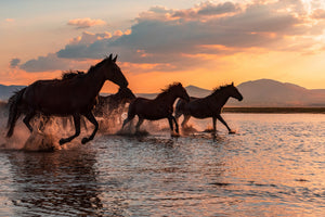 aluminium-print-water-horses-x