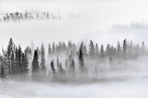 3-piece-acrylic-print-foggy-forest