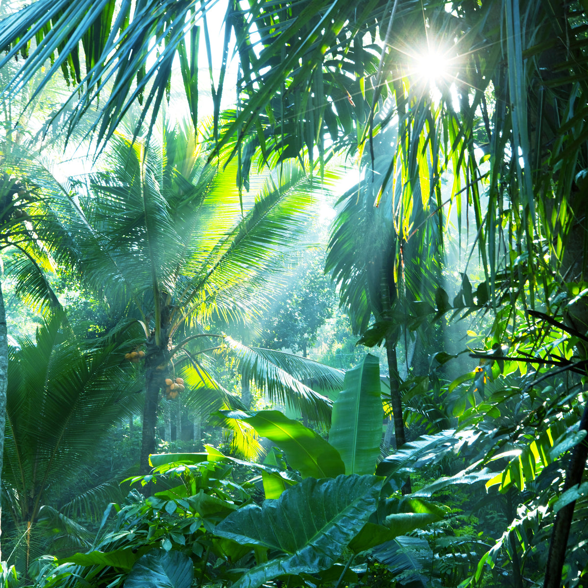 poster-print-in-tropical-forest