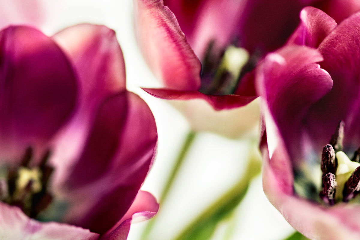 modern-3-piece-acrylic-print-tulip-iv