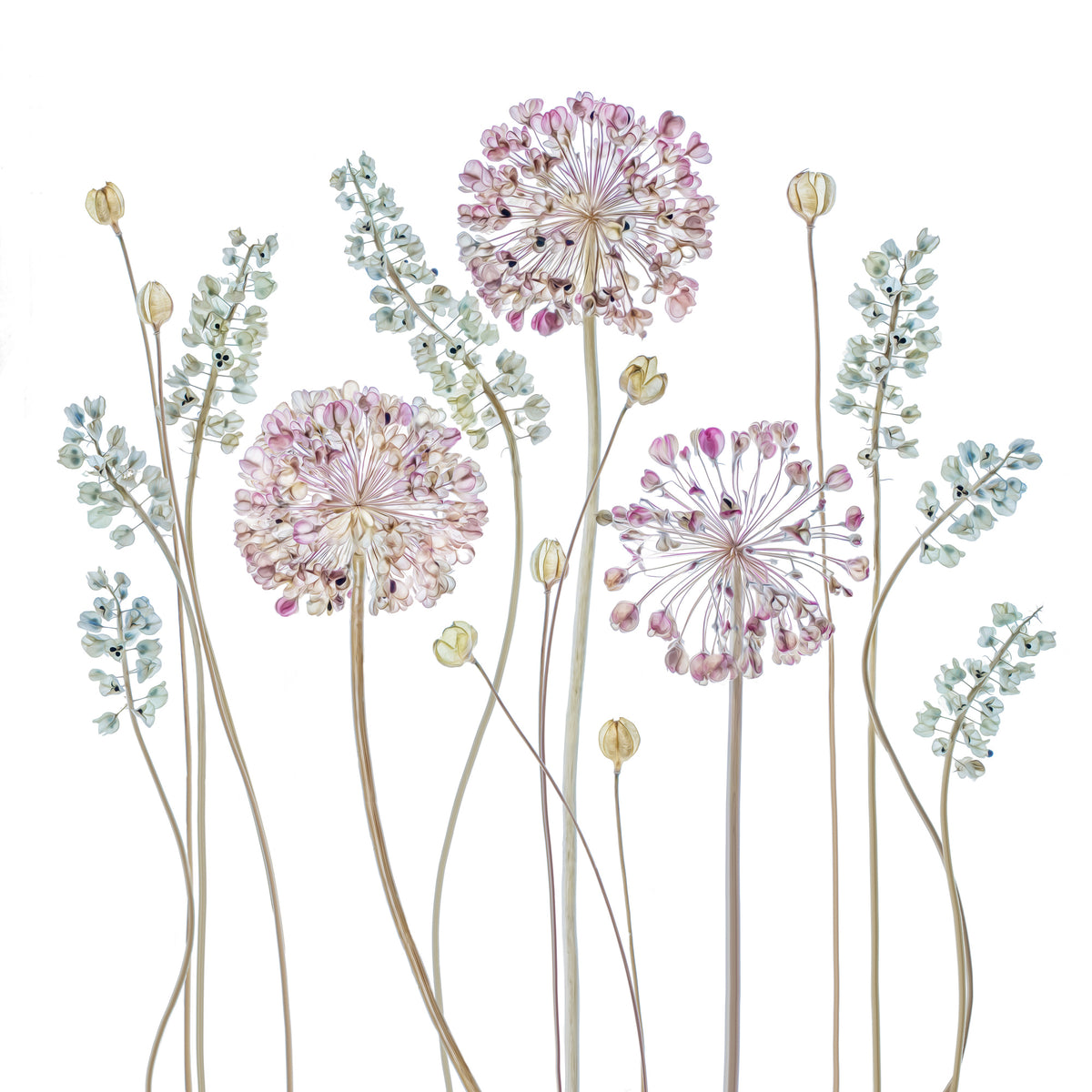 9-piece-acrylic-print-allium-a