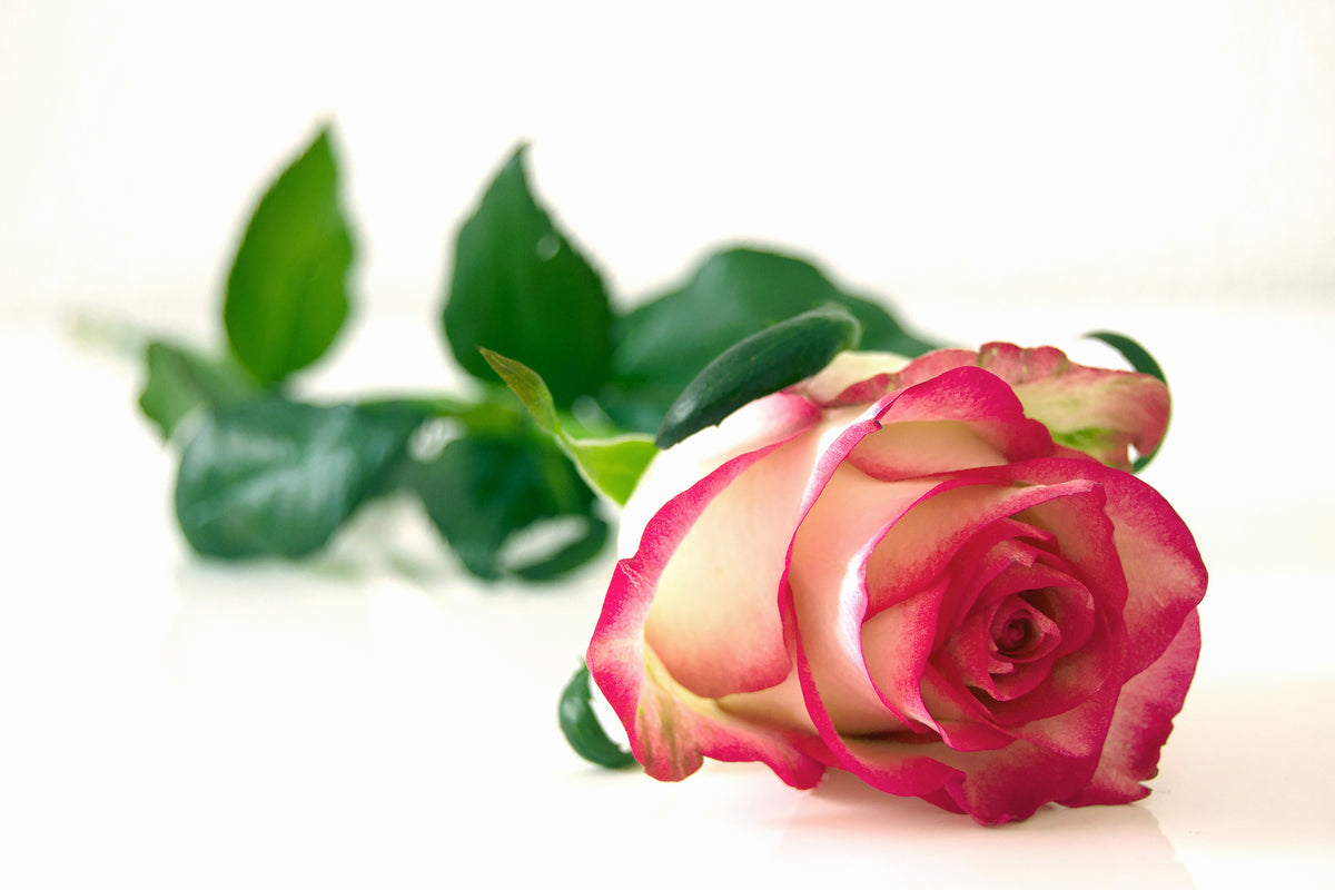canvas-print-the-proud-rose