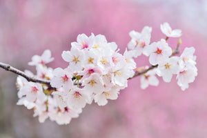 acrylic-print-cherry-blossoms-xxl