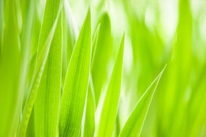modern-3-piece-aluminium-print-grass-xxl
