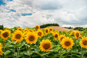 3-piece-canvas-print-landscape-with-sunflowers