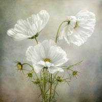 canvas-print-cosmos-charm