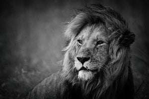 framedcanvas-print-regal-x
