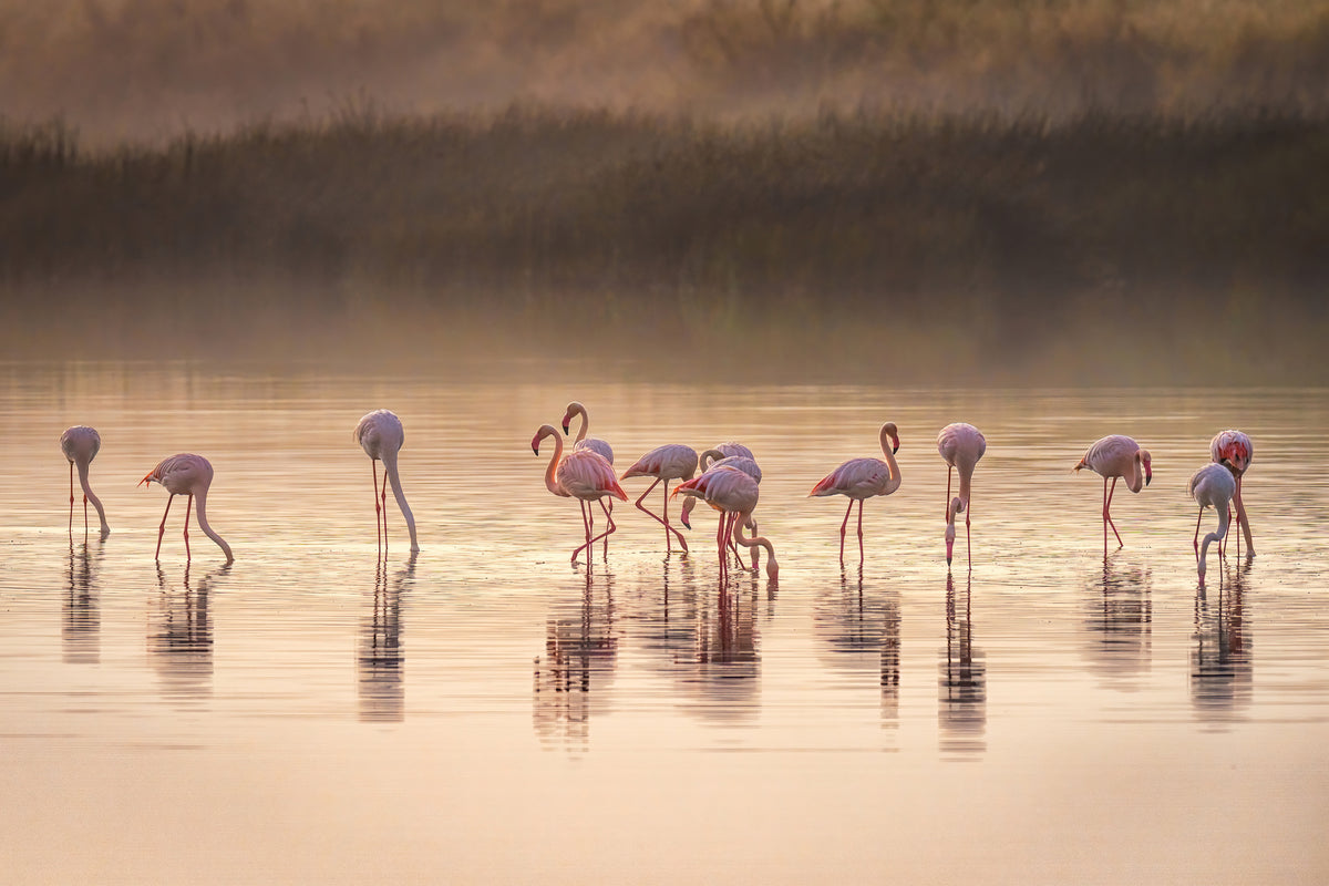 aluminium-print-photographic-ode-to-monet-x